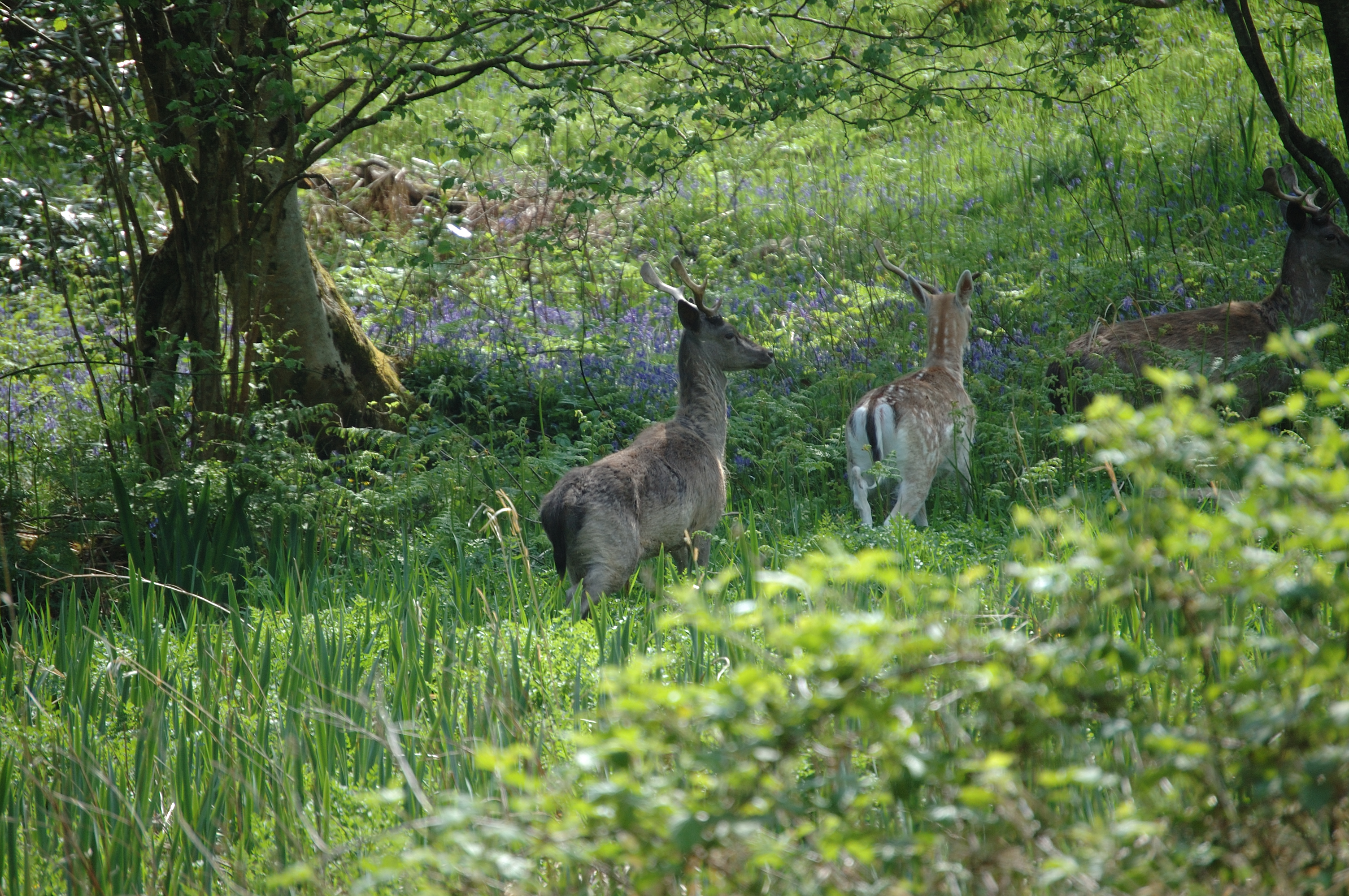 photos/wildlife/Mammal_Species/Fallow_Deer/Scotland 2008 1394.jpg